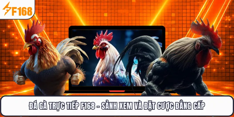 Đá Gà Trực Tiếp F168 - Sảnh Xem Và Đặt Cược Đẳng Cấp